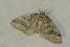 Tephronia lhommaria
